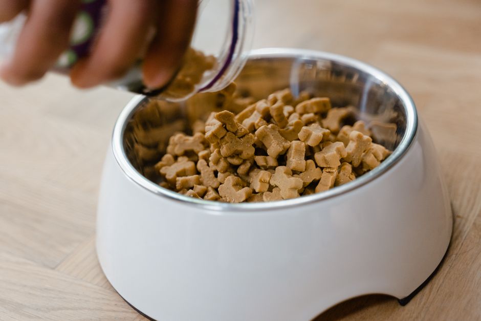 How Should I Choose and Portion Food for a Healthy Indoor Adult Cat?