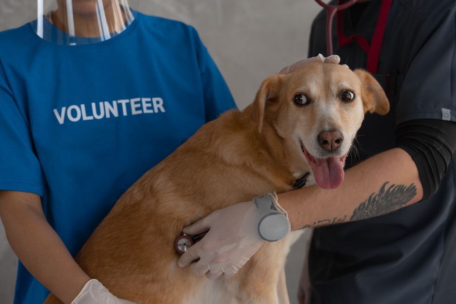What Financial Help Is Available for an Emergency Vet Bill?