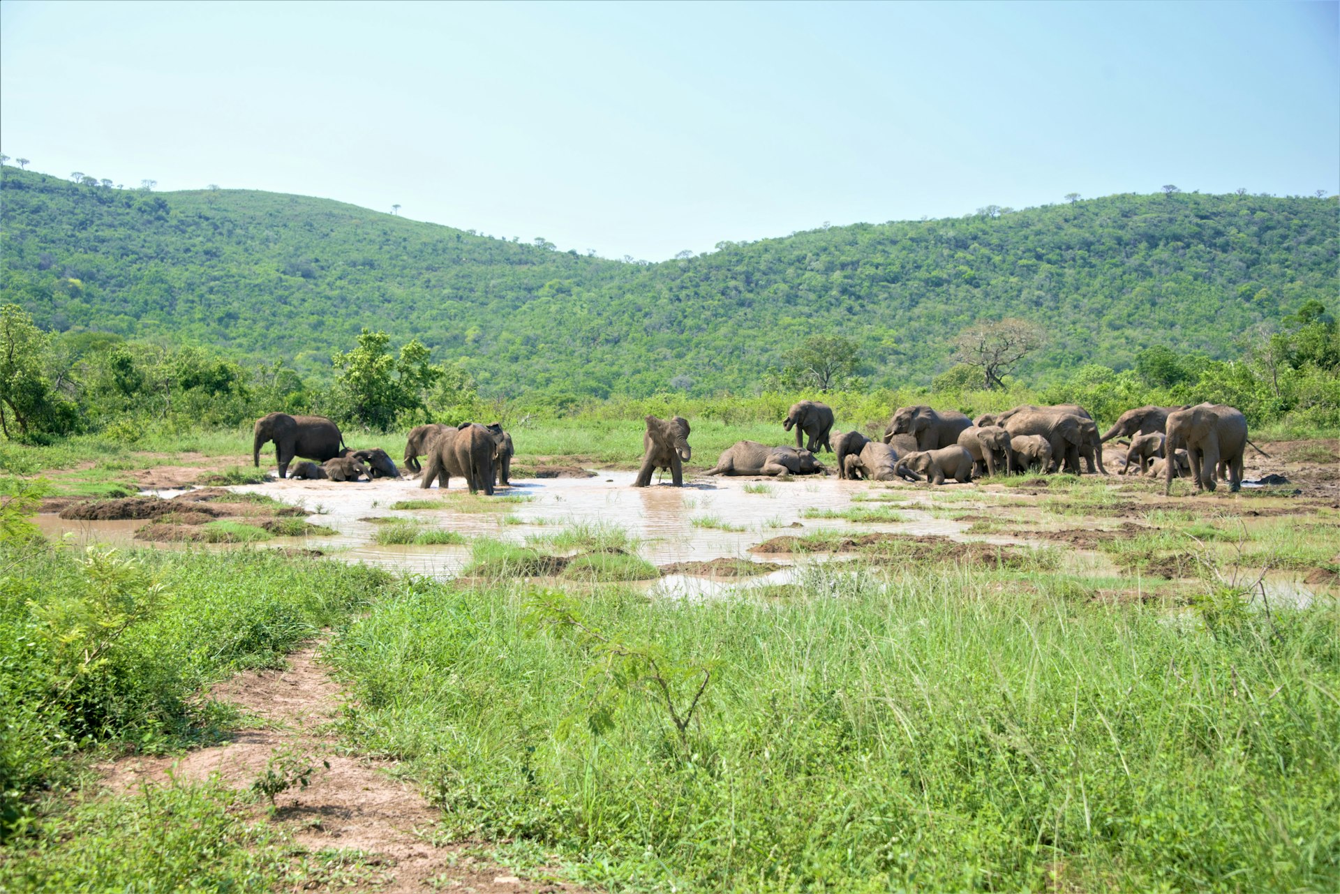 Transformative Wildlife Conservation Travel Experiences: How to Journey with Purpose and Impact