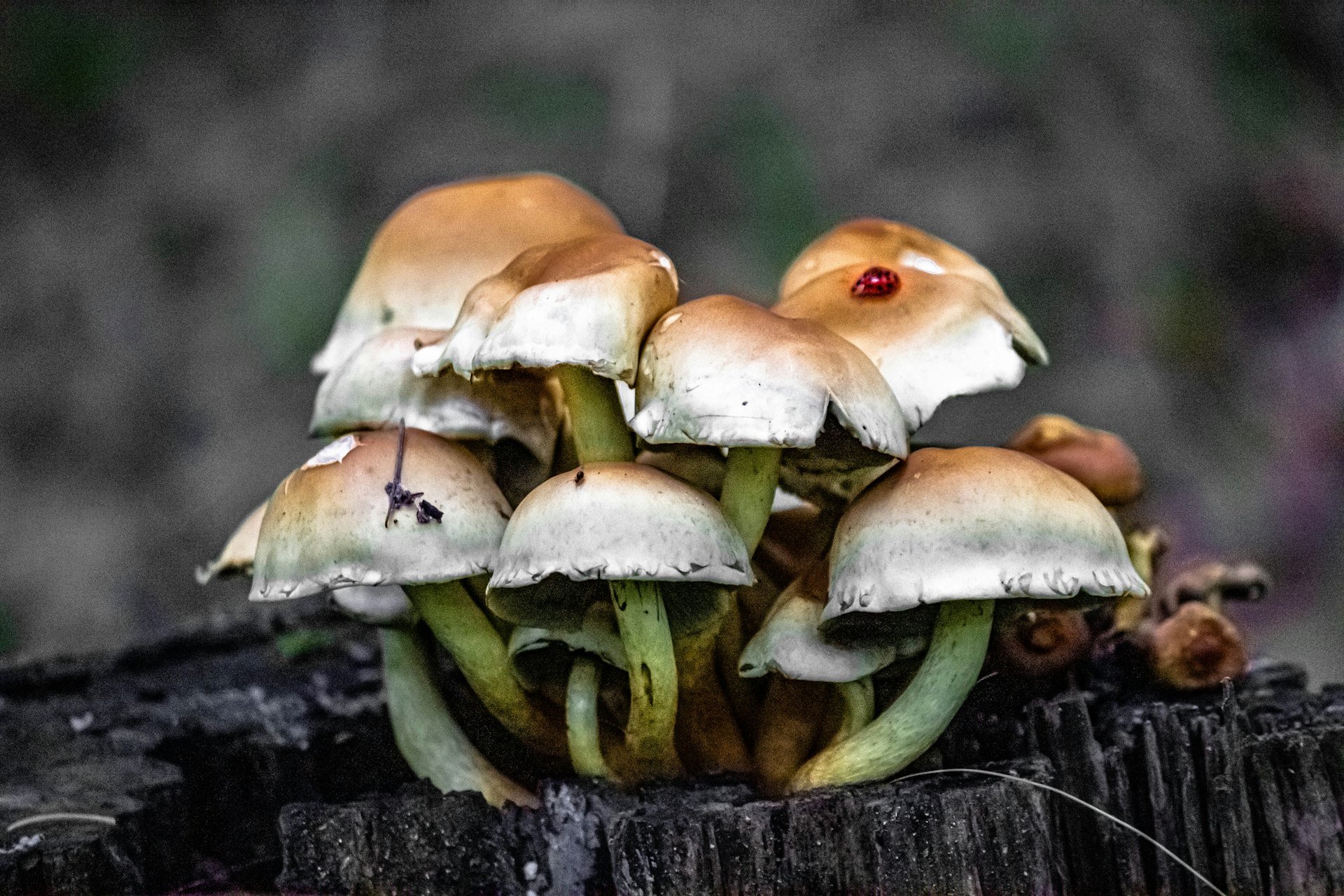 Unlocking the Power of Mushroom-Based Superfoods: Benefits, Uses, and How to Get Started
